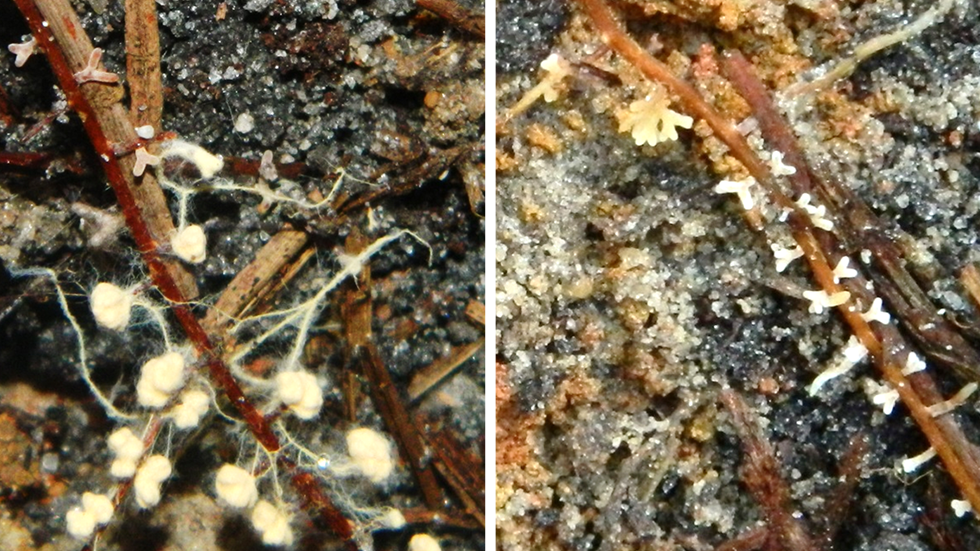 Ectomycorrhizas on pine roots