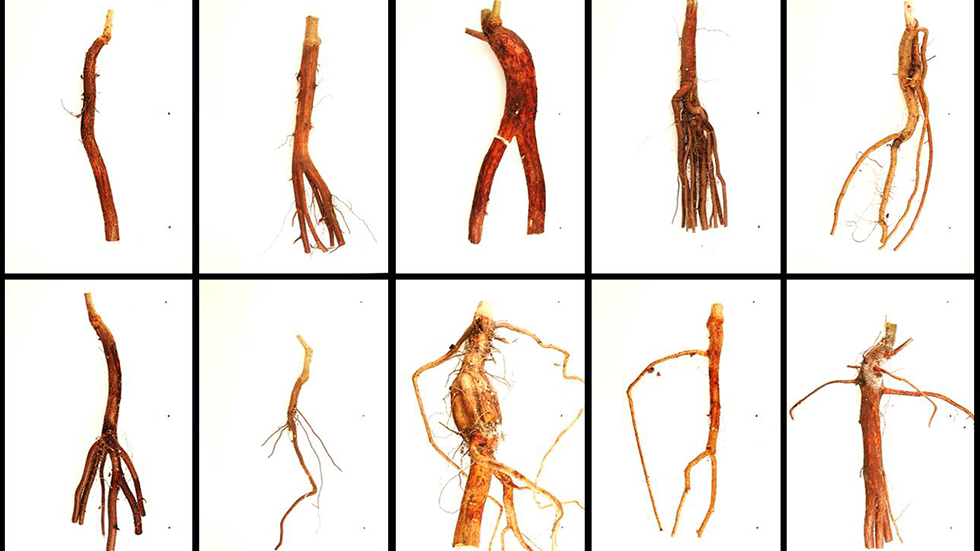 Twelve examples of root architecture variation different species of oak.