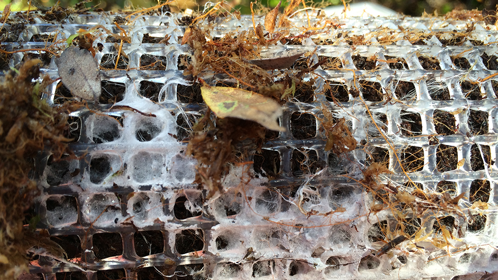 Ingrowth core from an ombrotrophic bog