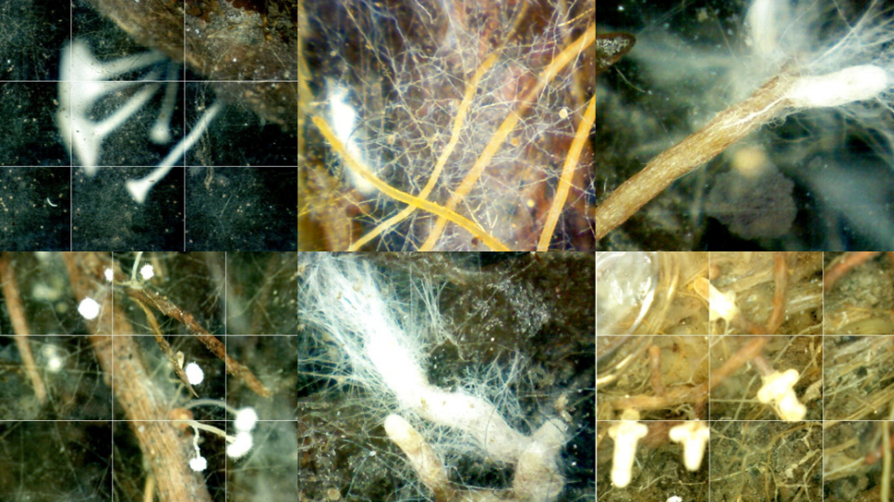 Fine roots and fungi in a bog